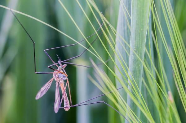 Summer Pest Control: Keep Insects in Check with Lawn Care