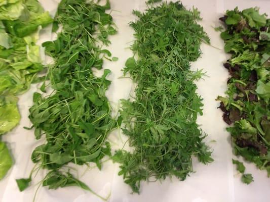 Local and Organic Arugula, Bibb, Red Leaf and Baby Spinach