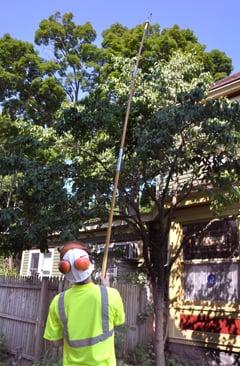 Pruning a dogwood tree.