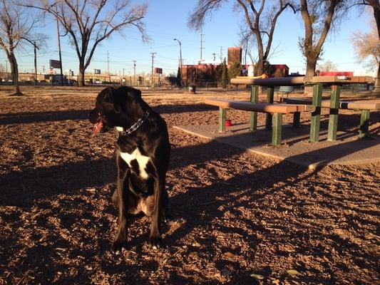 My pup and I love this place. Quite clean, lots of tennis balls. Plenty of parking. BRING WATER (for your dog).