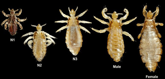 Lice Services: Children lice services, adult lice services. Full Service lice services.