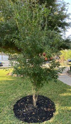 Pomegranate tree