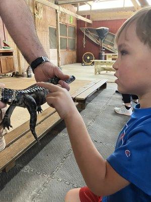 Demonstrations with live alligators.