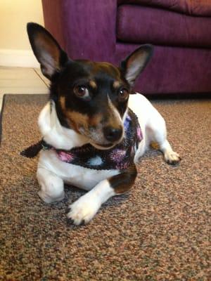 Home from Wash and Wag freshly bathed with cleaned ears, brushed teeth, clipped nails, and a complimentary bandana!