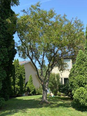 Some branches were so low and now heavy with crabapples that they nearly touched the ground previously.