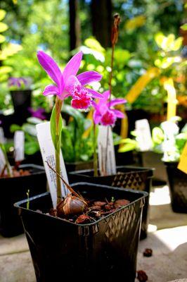 Pleione Bulbocodioides (Hardy Orchid) in Plant Sales Area.