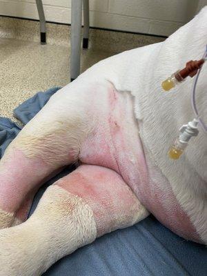 Bulldog with Uremia kidneys dead from horse tranquilizer given by Dr Matthew Winget