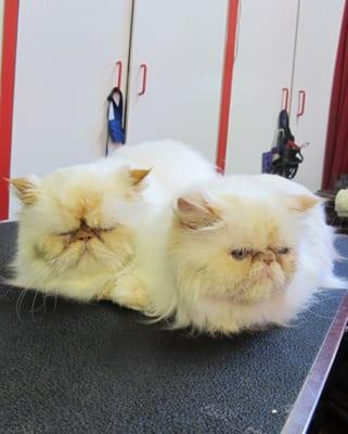 Mischa and Kirby get their regular B&B with us. Don't worry - they always look that grumpy :)