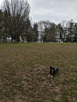 Wide open spaces in the dog park