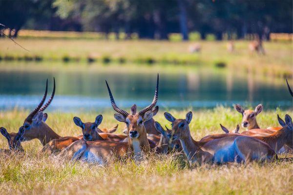 Red lechwe herd.