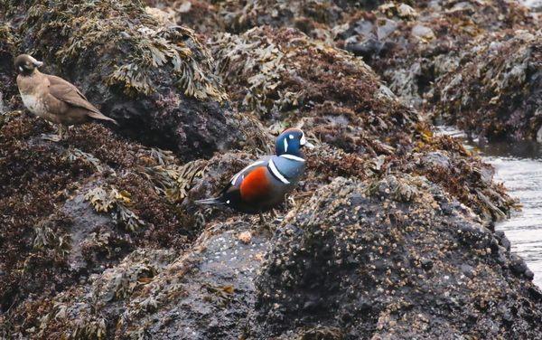 Yaquina Head Outstanding Natural Area