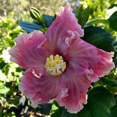 Exotic Pink Ruffle Hibiscus