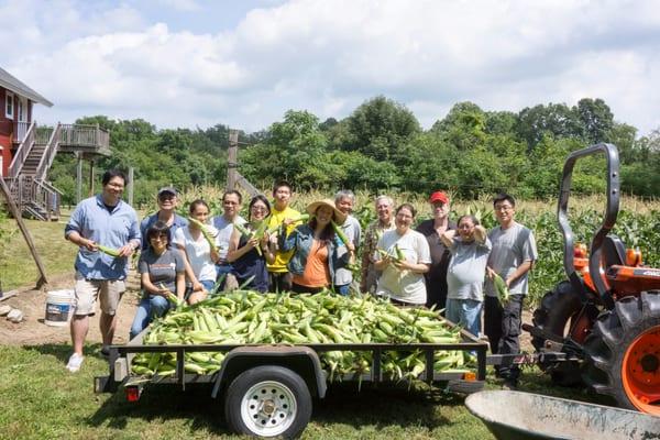 Annual corn harvest at the Yeh Farm