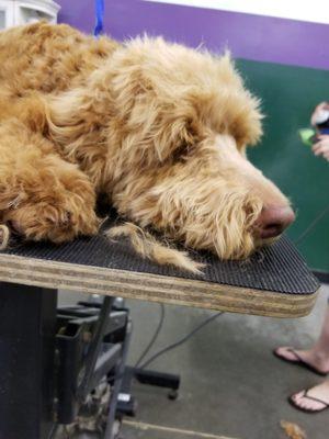 Clean Face - Labradoodle