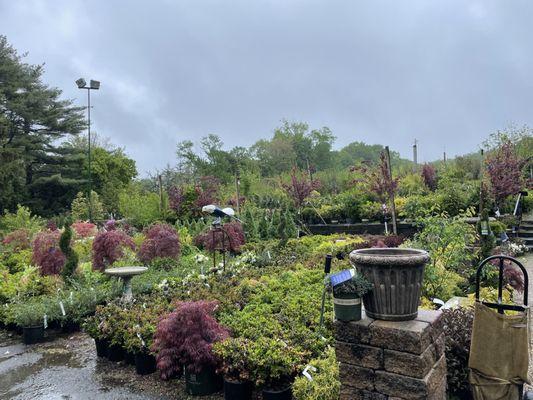 Outdoor selection of plants