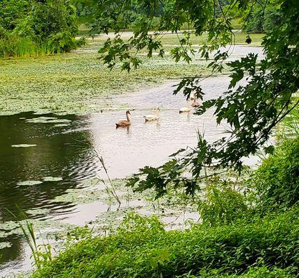 The cygnets are almost all grown up! - (8/16/2020)