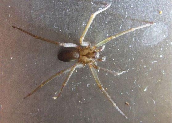 Brown Recluse Spider