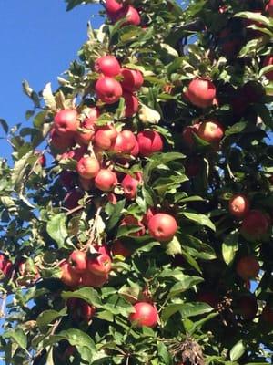 Sweet apple season