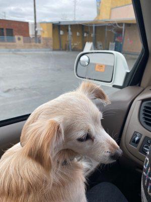 Molly after her check up at SNP LA, curbside service, organized, the staff is very kind and friendly with the furbabies!