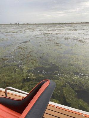 9 to 9.5 foot alligator spotted on our airboat ride