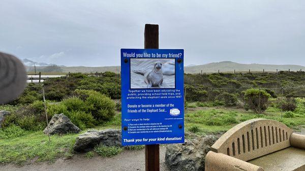 Friends of the Elephant Seal