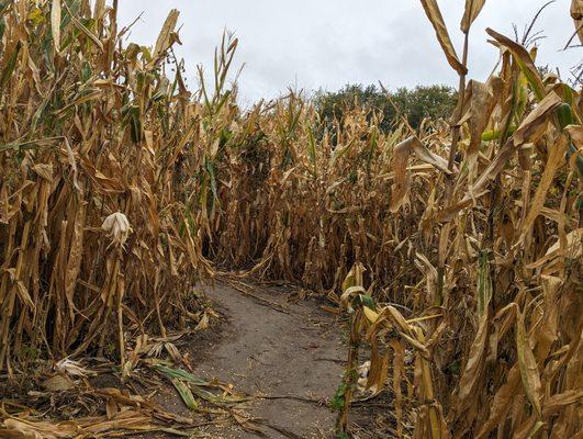 Corn maze