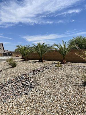 Nicely trimmed date palms!