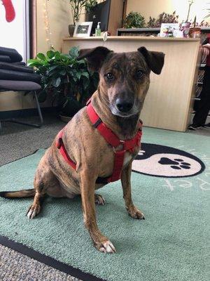 Tig (short for Tigressa), a rescue from Mexico, is our wonderful clinic greeter!