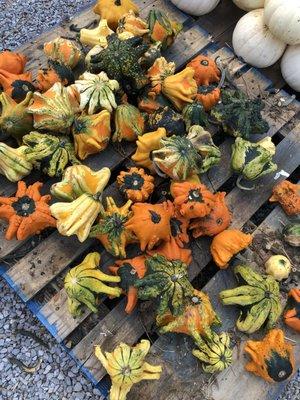 Large assortment of crazy weird gourds!