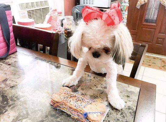 Happy birthday Gigi love Bark Avenue Grooming