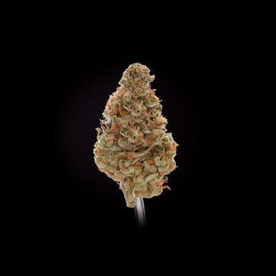 Hawaiian Gold - 1st Place Best Sativa 2016 Hempcon! Super Lemon Haze x Santa Cruz Haze http://hempcon.com/san-francisco-2016-awards