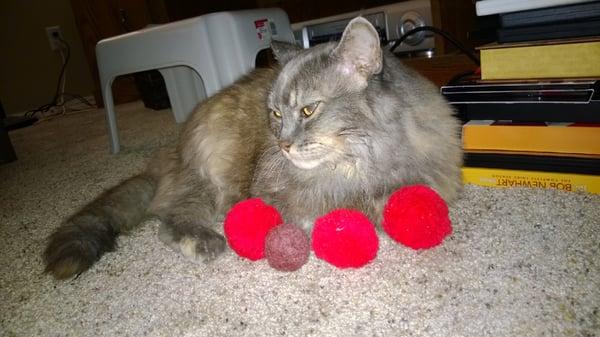 Misty the cat loves the new carpet from Giant Carpet One