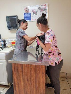 Leeward Pet Clinic