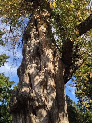 Cedar tree w Cherry tree growing out of it / VA Historic Tree