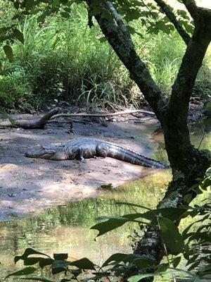 Oh, and there's an alligator!