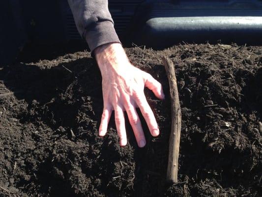 The largest of the sticks found so far in the Garden Compost Mulch. My husband's hand for scale.