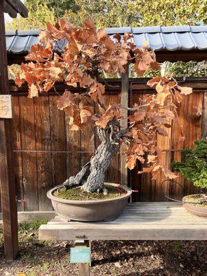 1/16/2022 Daimyo Oak