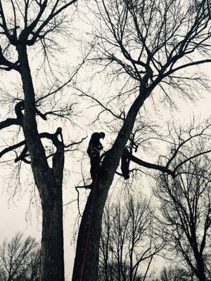 Tree Service Pros of Lincoln