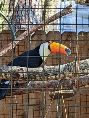 Toucan