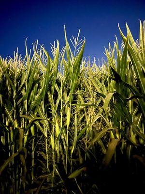 inside the corn maze