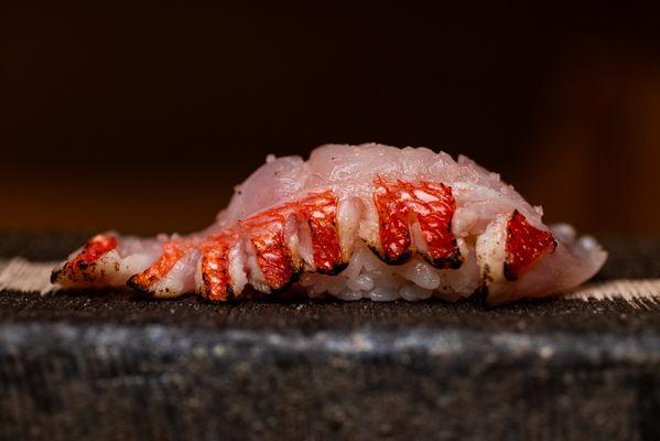 Golden Red Eye Snapper