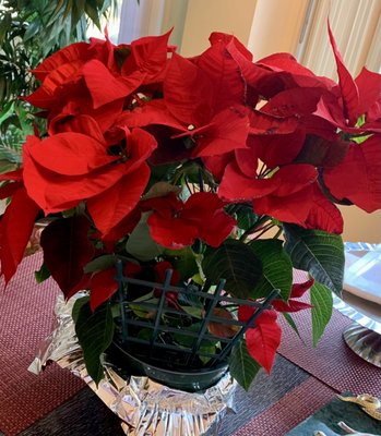 A lovely poinsettia plant from ShopRite!