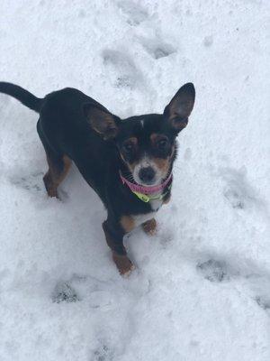 Aubrey: 1 yr old Rat Terrier Mix, Female, 5 lbs - Available for adoption!