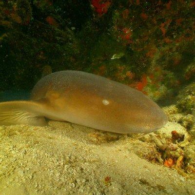 Nurse Shark, Cozumel