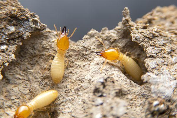 Termite Professional Service. Entomology Certified within our company.  We know  the laws and proper application for termite service.