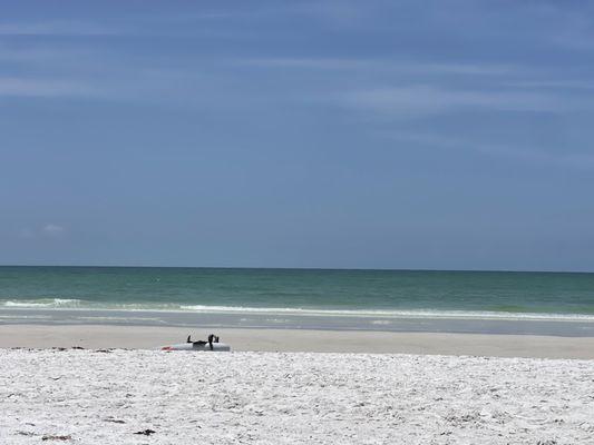 Siesta Keys Beach just steps away from 228 Beach Road