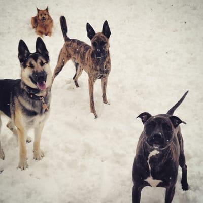 Rain, snow, or shine, these pup know how to have a good time!