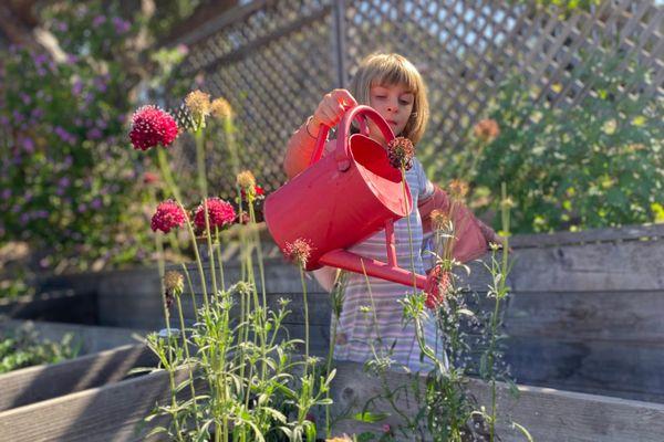 A lower elementary student waters our garden.