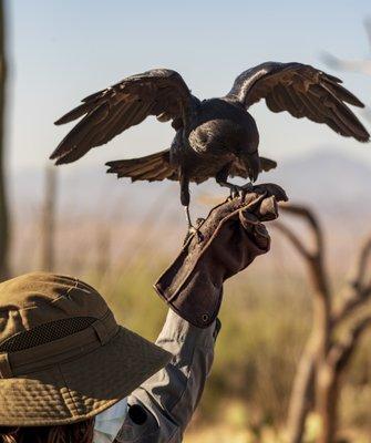 Chihuahuan raven