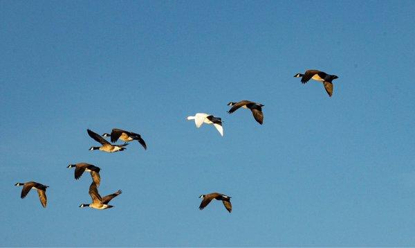 Snow goose